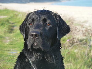 Romantica after a swim!