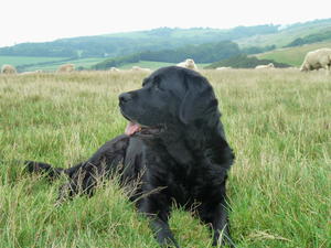 Maisie at 12 years enjoying lovely views