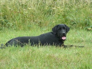 Roma having a breather!