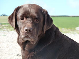 Meadowleigh Mariella ~ Ruby
