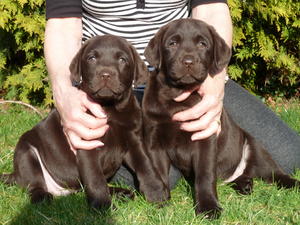 Pups Meadowleigh Chocolatier & Sweet Spice