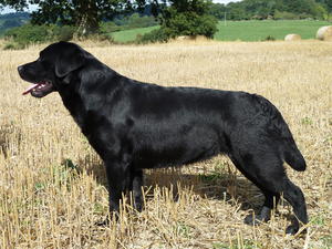 Ella in the barley  field - September 2013