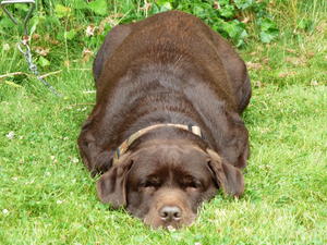 'Ruby' at 7 years..keeping an eye on things!