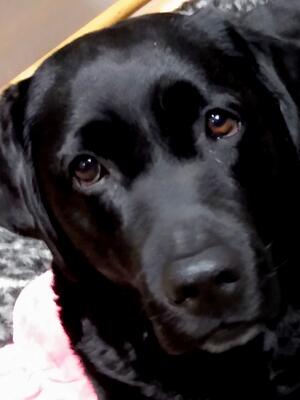 NESSA ~ Meadowleigh Black In Style