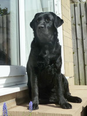 Maya on our back step April 2017