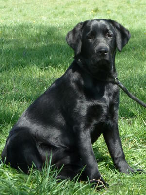 Maya~Meadowleigh Romantic Quest at 4 months young