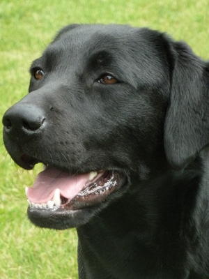 MAYA at 12 months