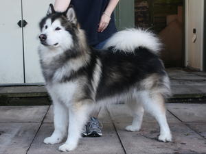 Mikka at 3 years.