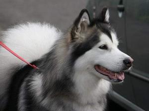 Kimmi