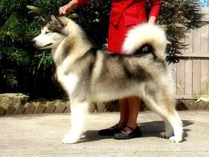 Dad Quincy - Nordicwinds Grtest Showman JW