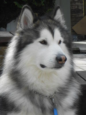 Mikka
