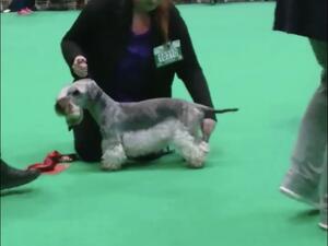 Crufts 2019