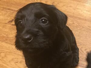 Runiks puppy