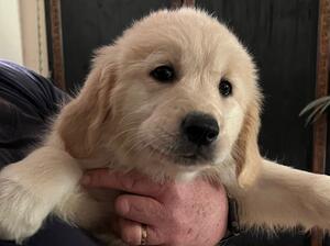 Available puppy