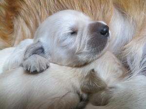 One of the pups in close up