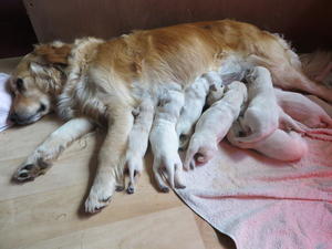 Piper with her pups