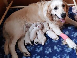 Tchai and her seven puppies