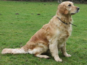 Mother of the puppies, Piper
