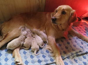 Fern and her pups