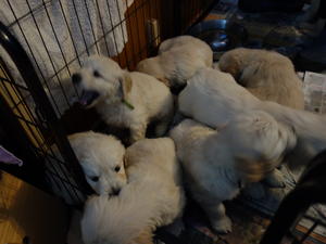 Puppies 6 weeks old