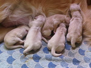 Fern's Puppies