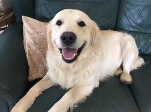 Basil, Puppy's dad