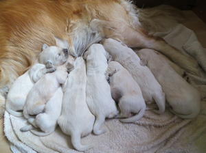 Eight lively puppies!