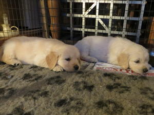Two of the pups