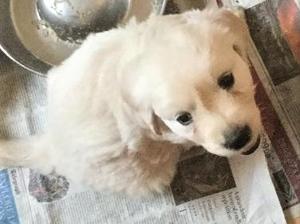 Little Girl Puppy