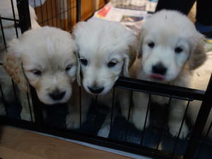 Puppies at 6 weeks