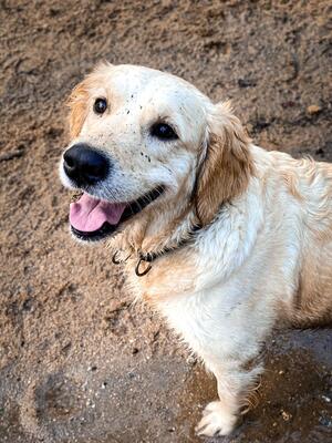 Tchai, puppy's mother