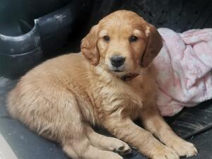 Lily at 8 weeks old