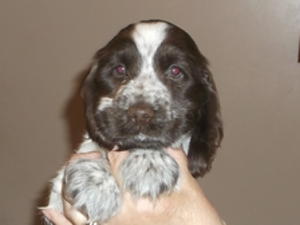Chocolate roan girl 6 weeks need forever home