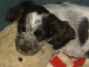 Chocolat roan Boy needs home 7 weeks old