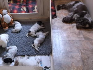 Pups and Mum chilling home reared well loved pups