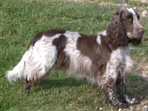 Truffles