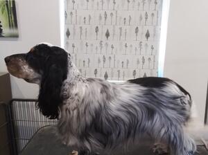 My youngest Stud boy Oscar gentle loving boy