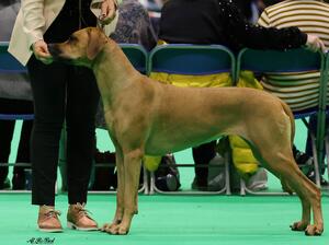 RHUHARB AT CRUFTS 22