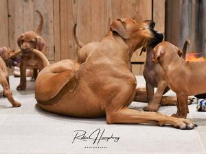 PARSLEY BEING A PERFECT AUNTIE
