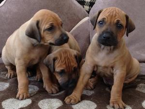 3 of the pups for sale!!