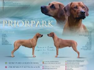 LITTER BORN 13th Nov 14 pups ❤️💜💙🧡