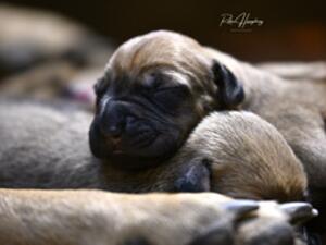 Sire of the litter CH Rubicon Red Golden Buddha 💙