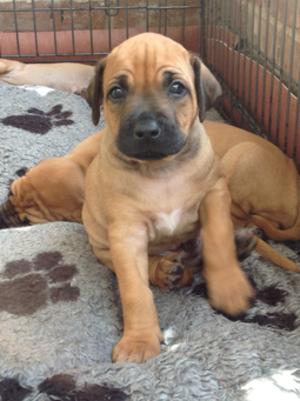 Our other handsome boy for sale!!