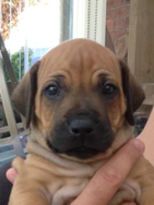 Our beautiful girl for sale!