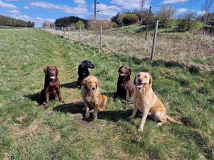 Etlantis gundogs