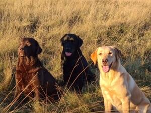 Etlantis gundogs