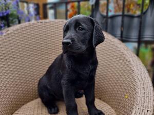 11 weeks