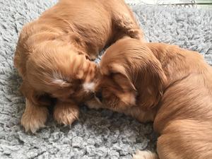 Puppies