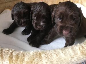 Chocolate puppies 2