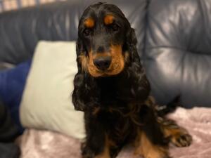 Loves chilling in the lounge on the sofa